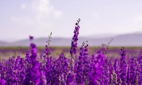 Một doanh nghiệp báo lãi quý 4 đột biến, cổ phiếu lập tức "trần cứng"