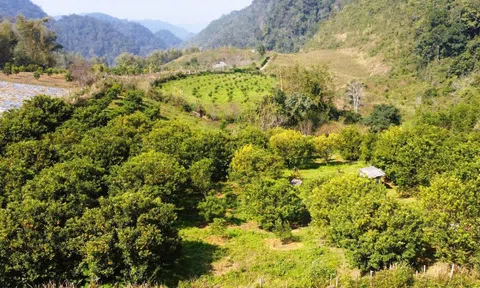 Giá thuê đất công ích quá cao, Thanh Hóa xin ý kiến Trung ương