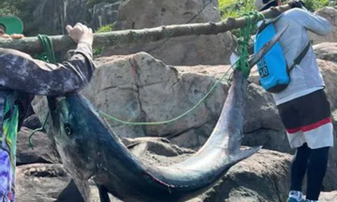Cần thủ Đà Nẵng câu được cá 'khủng' nặng 63kg ở bán đảo Sơn Trà