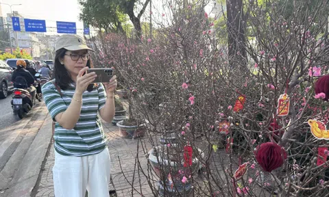 Hoa đào Tết bắt đầu tràn về TPHCM, người mua bất ngờ khi hỏi giá