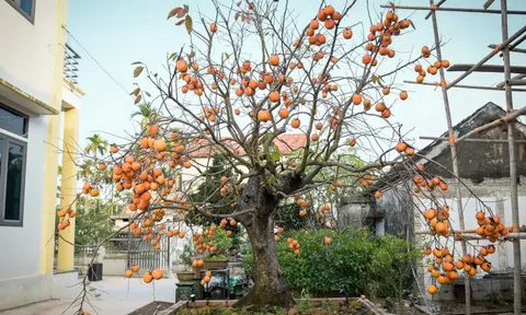 Cây hồng cổ 100 năm tuổi được trả giá 500 triệu đồng