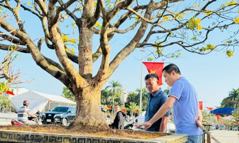 Ngắm cây mai được trả giá hơn 1 tỉ đồng, chủ nhân chưa muốn bán