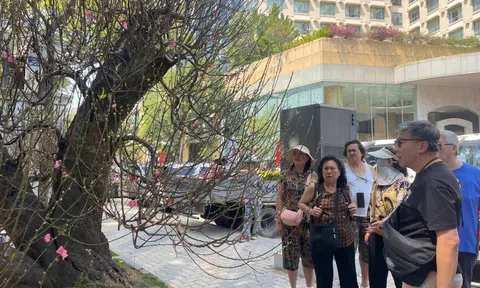 Đào cổ thụ giá trăm triệu hút khách ở chợ hoa TPHCM