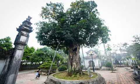 ‘Báu vật’ hơn 300 năm tuổi ở Ninh Bình bị rỗng ruột vẫn tốt tươi