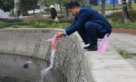 Cá chép 'ngửa bụng' sau khi được thả ở hồ nước mặn ngày ông Công ông Táo