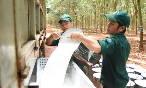 Sau quý IV/2025 "hụt hơi", Cao su Phước Hòa đặt mục tiêu lãi gần 1.000 tỷ đồng năm 2026