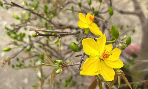 Một mùa Tết được định giá trong vườn mai