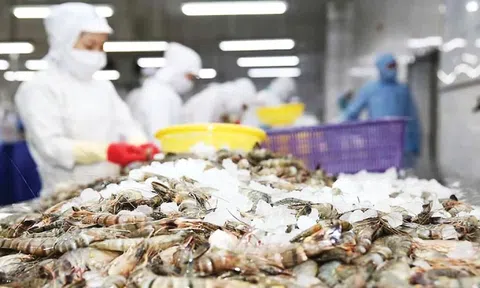 Mỹ giảm mạnh thuế chống bán phá giá với tôm Việt