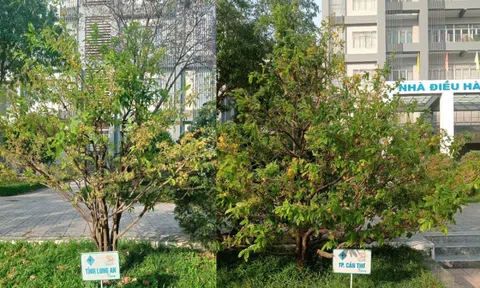 13 cây mai tại Đại học Cần Thơ lưu giữ tên 13 tỉnh, thành miền Tây trước đây