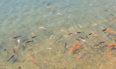 Thả 5.000 cá koi, cá lăng vào "trái tim" Măng Đen