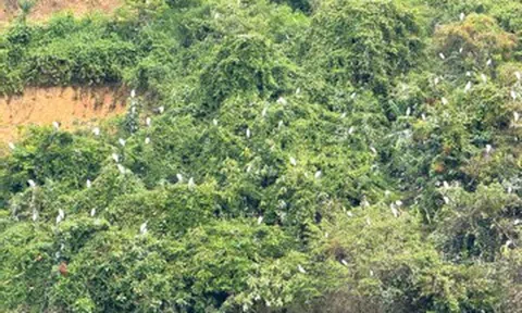 Ngỡ ngàng đàn cò cả nghìn con phủ trắng sườn đồi ở Đắk Lắk