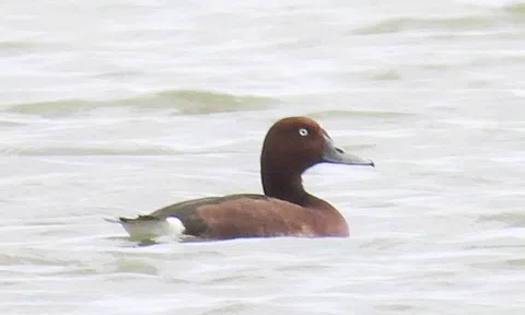 Lần đầu phát hiện 4 loài chim lạ, quý hiếm ở Vườn quốc gia Phong Nha - Kẻ Bàng