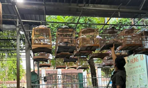 Huế: Nhiều người mang chim cảnh tới quán cà phê đã không còn sợ... tịch thu