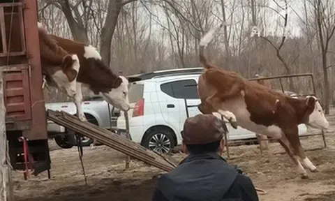 Đoàn người mang 10 con bò, 40 con cừu sang nhà thông gia thăm con gái