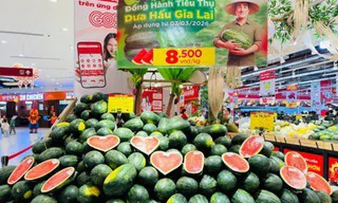Dưa hấu Gia Lai bán tại ruộng chỉ 5.000 - 6.000 đồng/kg
