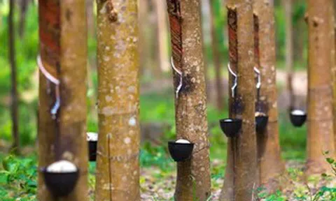 Bất chấp chiến sự Trung Đông, một cổ phiếu tăng trần 18 phiên liên tục