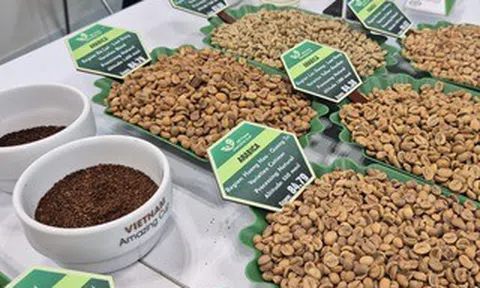 Giá cà phê hôm nay 20-3: Robusta tăng giá 4 ngày liên tiếp