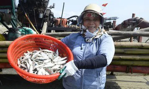 Ngư dân Thanh Hóa kiếm tiền triệu mỗi ngày mùa cá trích