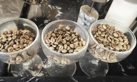 Giá cà phê hôm nay 22-3: Khép lại tuần vui cho nông dân