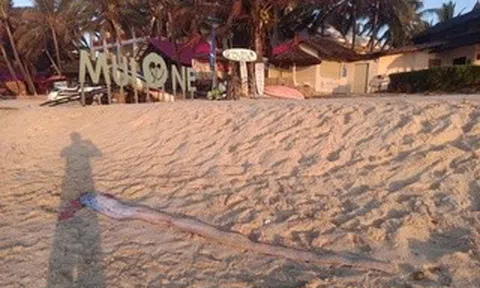 Thêm 1 con cá mái chèo dạt vào bờ biển Mũi Né, thu hút sự hiếu kỳ