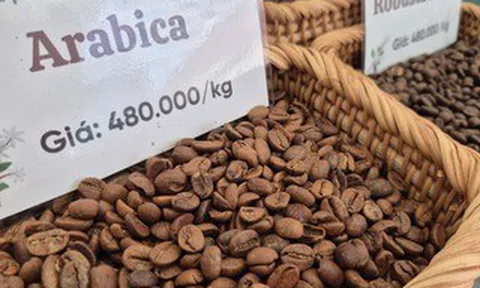 Giá cà phê hôm nay 25-3: Arabica tăng nóng, vượt 7.000 USD/tấn