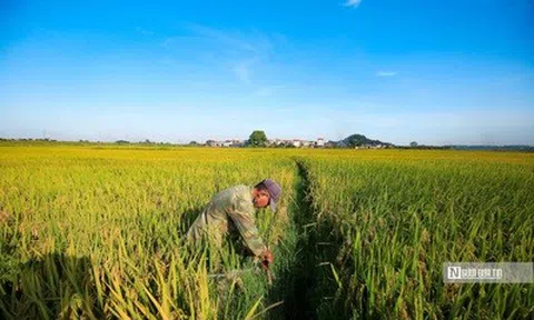 Bộ Công Thương ra chỉ thị thúc đẩy xuất khẩu gạo, ứng phó biến động thị trường