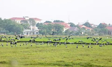 Đàn cò quý hiếm xuất hiện trên đồng ruộng Quảng Trị