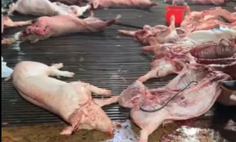 Vụ heo bệnh vào trường học: Công ty CP Dịch vụ suất ăn Công nghiệp Hà Nội nói mình là "nạn nhân"