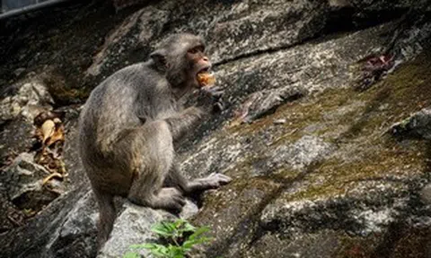 Du khách phớt lờ khuyến cáo không cho khỉ ăn ở Sơn Trà