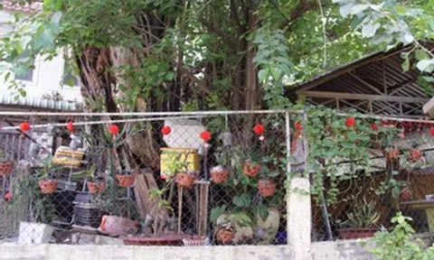 Cây đa hàng trăm tuổi ở TPHCM thân mục rỗng vẫn vươn cao, tỏa bóng mát