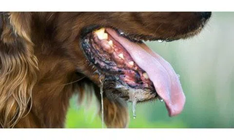 Người đàn ông nguy kịch sau gần 1 năm bị chó con cắn