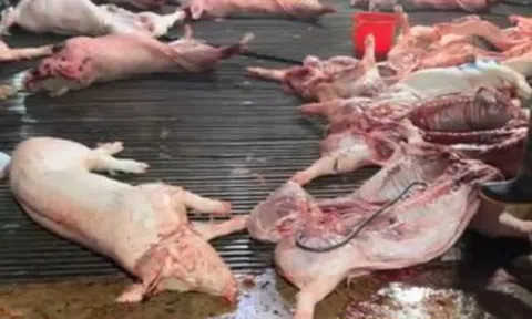 Nhức nhối heo bệnh tuồn ra thị trường, Thủ tướng chỉ đạo chấn chỉnh kiểm soát giết mổ