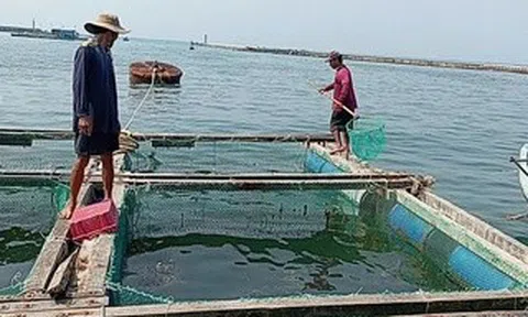 Người dân Lý Sơn điêu đứng vì 60 tấn cá bớp chết bất thường