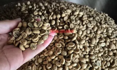Giá cà phê ngày 10-4: Robusta và Arabica cùng giảm