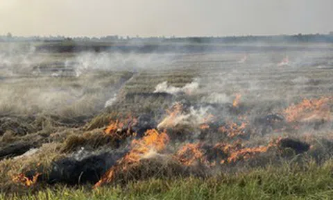 Chồng bàng hoàng phát hiện thi thể vợ trong đám cháy giữa đồng ở Cần Thơ