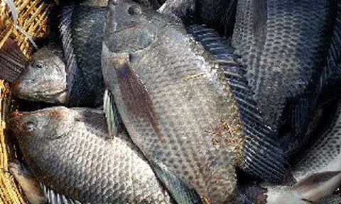 Loài cá bán đầy chợ ở Việt Nam đang được thế giới săn đón