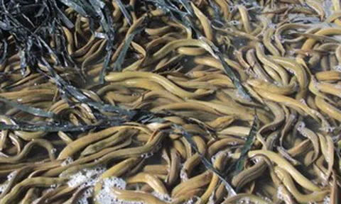 Chủ tịch Hội Nông dân TP Cần Thơ nói gì việc 4.000 tấn lươn quá lứa hiện chưa được tiêu thụ?