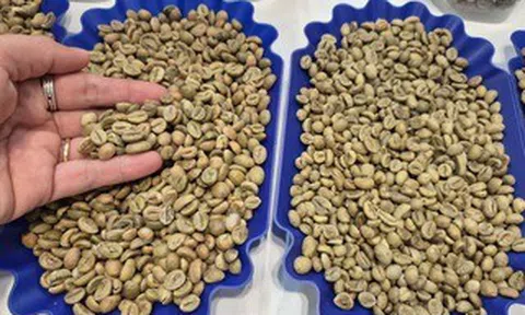 Giá cà phê hôm nay 21-4: Robusta bật tăng 3 con số