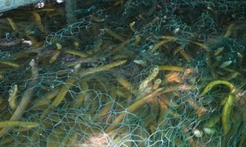 Sau Cần Thơ, đến lượt Cà Mau "bí" đầu ra lươn nuôi