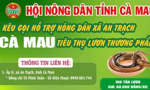 Cà Mau kêu gọi "giải cứu" lươn với giá 60.000 đồng/kg
