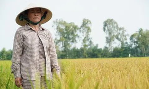 Công an vào cuộc vụ ruộng lúa ở Đồng Tháp nghi bị phá hoại 2 lần