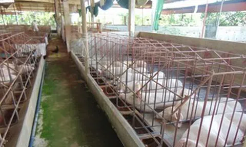 Giá heo hơi hôm nay, 25-4: Chợ đầu mối có giá mới