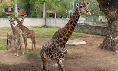 Ngày mai (30-4) Thảo Em “lên xe hoa” tại Thảo Cầm Viên