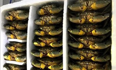 Cua biển Cà Mau tăng hơn 100.000 đồng/kg dịp lễ 30-4 và 1-5