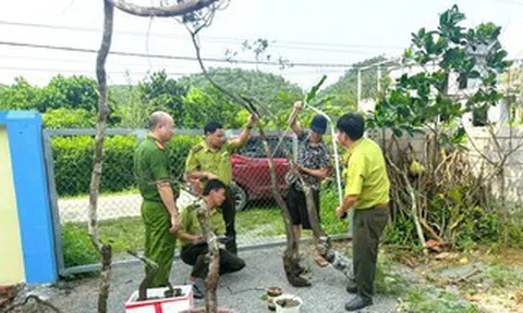 Kiểm lâm Ninh Bình xử lý 8 vụ khai thác, tàng trữ cây muội hồng, phạt 45 triệu đồng