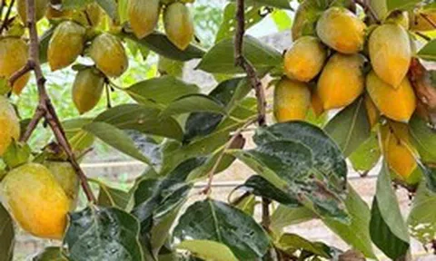 Lời khuyên dành cho các gia đình đang trồng cây hồng