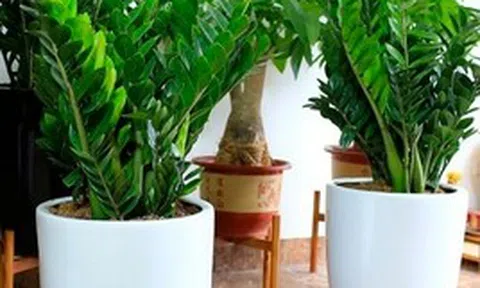 5 cây nên trồng trong nhà