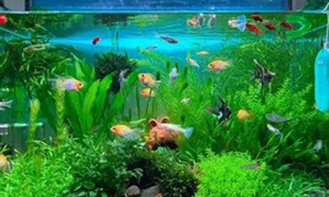 Lời khuyên đến những gia đình đang nuôi cá cảnh