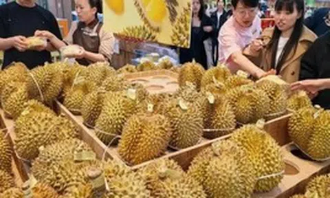 Kéo cả vali đi gom sầu riêng: Người phụ nữ gây sốt khi mua 14kg với giá chỉ 1 triệu đồng