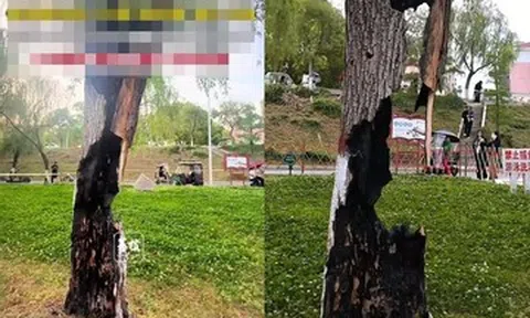 Cây liễu bị sét đánh, rỗng ruột vẫn xanh tốt suốt 20 năm, thu hút du khách